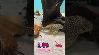 top5 pleco L14 sunshine trending pecestropicales shortvideo shorts subscribe shortsvideo [upl. by Shulamith]