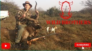 Hunting 2020  Wilgerfontein part05 Kudu hunt head shot 7x64 brenneke SAKO 150GR ELDX HORNADY [upl. by Htur]