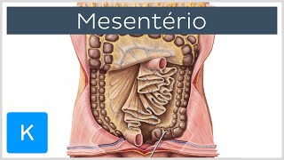 Mesentério estrutura e funções  Anatomia Humana  Kenhub [upl. by Refynnej]