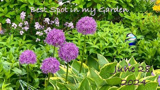 ‘Best Spot in my Garden’ on June 28 2024 – Zone 5a Gander NL [upl. by Hakon106]