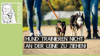 Leinenführigkeit üben ➡️ Hund trainieren nicht an der Leine zu ziehen Praxisvideo 🐩🐶✔️ [upl. by Gerdeen]