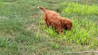 Cavapoo Puppies for Sale [upl. by Clevie680]