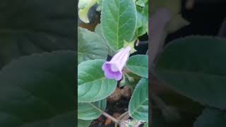 GLOXINIA UMA PLANTA LINDA E DE MUITO FÁCIL CULTIVO [upl. by Avrom]