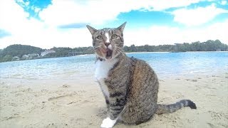 HAPPY DOGS amp CAT in AUSTRALIA  Pharrell Williams quotHAPPYquot song [upl. by Rimaj]