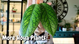 25 Hoya Plants You Havent Seen Yet [upl. by Greenland672]