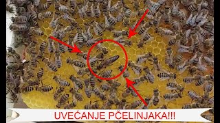 Provera sparivanja matica i uvećanje pčelinjaka [upl. by Atilamrac]