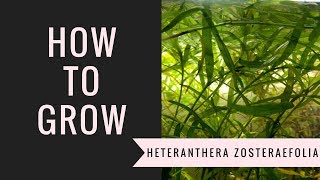 How to grow star grass [upl. by Enedan]