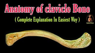 Anatomy of clavicle bone  Clavicle side determination  Clavicle bone  Beauty bone  collar [upl. by Tnomad]