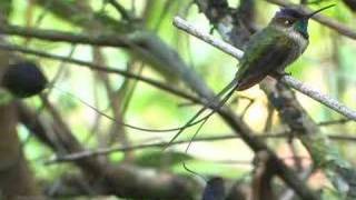 Marvelous Spatuletail Courtship Display [upl. by Standice]