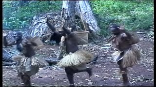 Orchestre Patengué  Djooko Clip video Musique pygmées [upl. by Nylsej599]