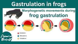 Gastrulation in frog  Morphogenetic movement during Xenopus gastrulation  epiboly  Embryology [upl. by Tybalt442]