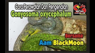 Mengenal Ular Gonyosoma Serta cara perawatannya [upl. by Patrice]