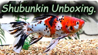 Shubunkin Goldfish unboxing Theyre here [upl. by Kellie]