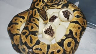 Ball Python laying eggs and baby python hatching from eggs time lapse [upl. by Ilyse]