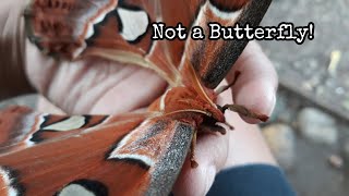 The Worlds Largest Moth  Atlas Moth  Hercules Moth [upl. by Merrow749]