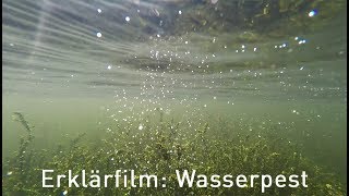 Erklärfilm Elodea Wasserpest am Kemnader See [upl. by Liebermann]