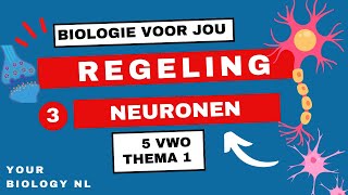 5 vwo  Regeling  3  Het zenuwstelsel neuronen [upl. by Ivory]