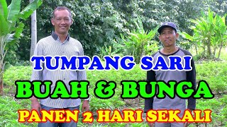 Budidaya Durian Alpukat Dan Bunga Sistem Tumpang Sari  Panen Berlimpah Dengan Konsep Agrowisata [upl. by Sumner]