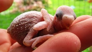 Baby Budgies Growth Stages [upl. by Meehyr]