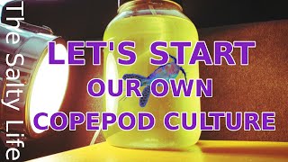 SETTING UP A COPEPOD CULTURE  STEP BY STEP GUIDE [upl. by Berkeley]