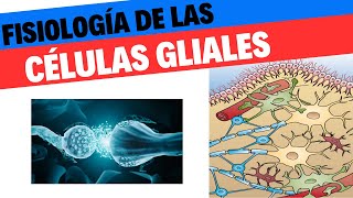 Células de la glia tipos y funciones Neurociencias 4 [upl. by Peskoff]