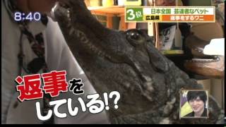 返事をするワニ A lovely alligator who replies to his owner [upl. by Channing]