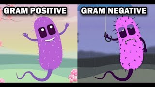 GRAM POSITIVE VS GRAM NEGATIVE BACTERIA [upl. by Air]