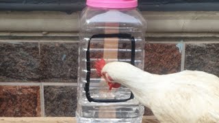 How To Make Drinker For Chickens With Waste Plastic Material Without Spending Money [upl. by Emmie]