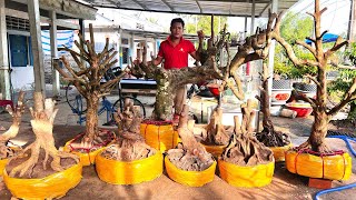 MAI TỨ QUÝ MAI VÀNG Phôi Khế O352532959 CÓ ngày 552O24  bonsai Can Tho [upl. by Anitsua482]