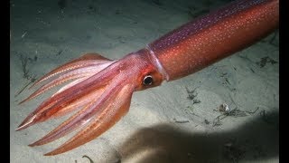 Тихоокеанский кальмар  Japanese Flying Squid Энциклопедия животных [upl. by Anirtruc]