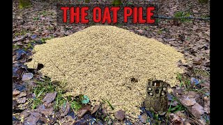 Leaving a PILE OF OATS in the Woods Heres what happens Trail Camera [upl. by Reade]