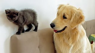 Golden Retriever is Shocked by the Behavior of a Tiny Kitten [upl. by Ennazzus]