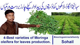 Moringa oleifera varieties for leaf productionhigh yielding moringa varietiesBest income idea [upl. by Ludie]