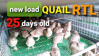 QUAIL FARMINGBUSINESS NEW LOAD 25 day old RTL Ready to Lay Quail Pugo quailfarmingguide [upl. by Htiek235]