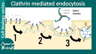 Clathrin mediated endocytosis overview [upl. by Teillo292]