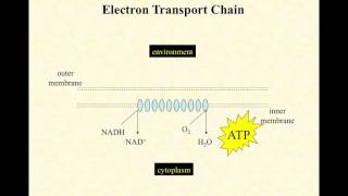 BIO2020 Episode 020 krebs electron transport system [upl. by Teilo]