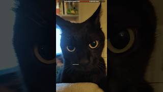 Black Cats Dangerous viral shorts [upl. by Aloivaf]