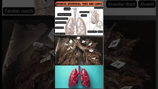 Parts of the Bronchial Tree and Lungs A Quick Overview 🫁 [upl. by Teplica]