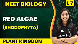 Red Algae  Rhodophyta  Plant Kingdom  L7 Concepts  NEET Biology [upl. by Tareyn156]