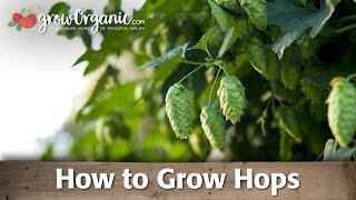 How To Grow Hops [upl. by Cottle]