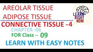 Connective Tissue PART04 AREOLAR and ADIPOSE TISSUE Class 09 Chapter06 [upl. by Nywled]