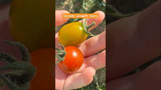 Tomato Growth Diary 🍅 [upl. by Amitak]