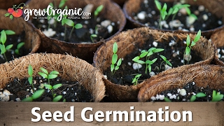 Seed Germination  Scarification Stratification and Soaking [upl. by Malca]