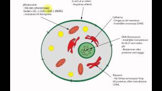 cellens uppbyggnad [upl. by Clyde]