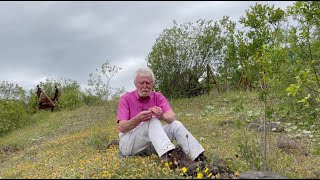 Kidney Vetch with John Feehan in July Wildflowers of Offaly series [upl. by Scarrow]