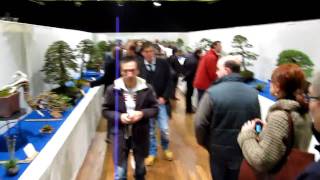 Noelanders Trophy Bonsai Exhibition Trees walk the show 3 [upl. by Hazeefah642]