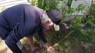 Let’s Transplant Lemon Trees Getting Elderberry Cuttings For Friends [upl. by Arakaj]