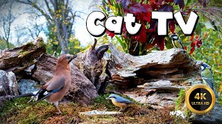 Cat TV for Cats to Watch 🐈  BIRDS ON AUTUMN FEEDER🐦‍⬛ 4K [upl. by Koziara498]