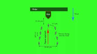 a great pigeon decoy pattern [upl. by Haase]