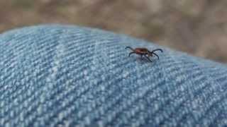 Female Blacklegged or Deer Tick Ixodidae Ixodes scapularis [upl. by Nolyaj]